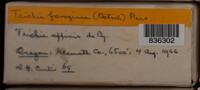 Image Associated With the Occurence